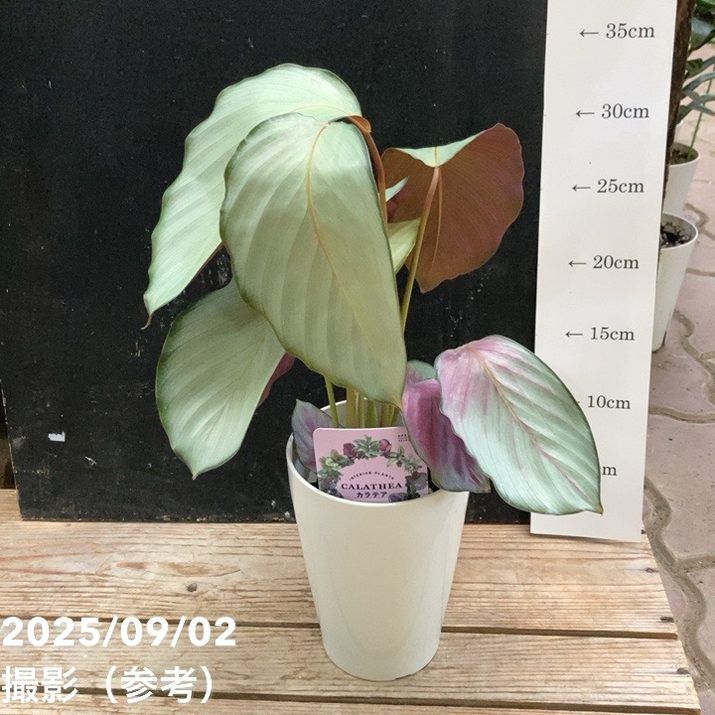 カラテア・ピクツラータ・ジュディス カラテア ピクツラータ 【観葉植物 5号／1個売り】｜ 【植物の