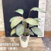 現品お届け】アンスリウム キングオブスペード King of spade（HU）3.5