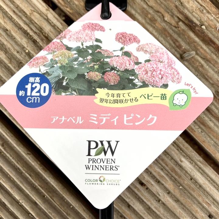 PW アナベル ミディピンク 3.5号 PVP｜花木04-PA