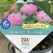 お買い得一点物咲き進み株】加藤農園 艶々系クリスマスローズ キラメキ