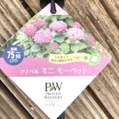 PW アナベル グランデ クリーム 3.5号 PVP｜花木04-PA | 花木