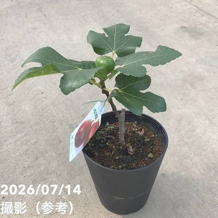 果樹,イチジクの購入なら赤塚植物園オンライン 花の音｜花苗