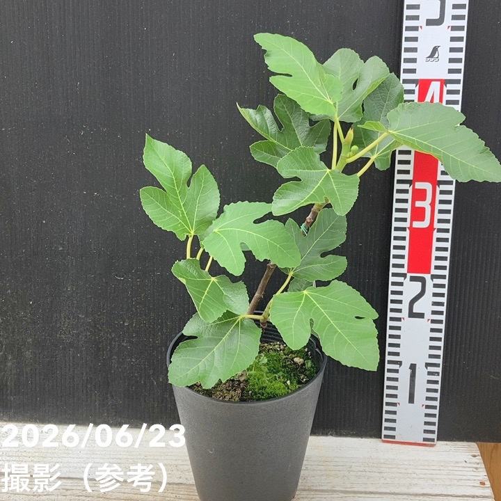果樹,イチジクの購入なら赤塚植物園オンライン 花の音｜花苗