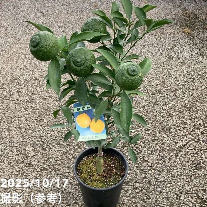 <実付き>みかん はるか 6号 2年生苗|柑橘|果樹04-PA