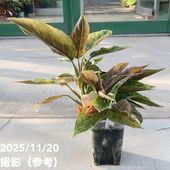 現品お届け】フィロデンドロン カローサム（カロッスム）4号（MI5