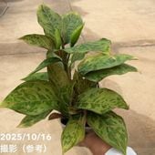 ビカクシダ　３種セット ビカクシダ 3種類板付けセット