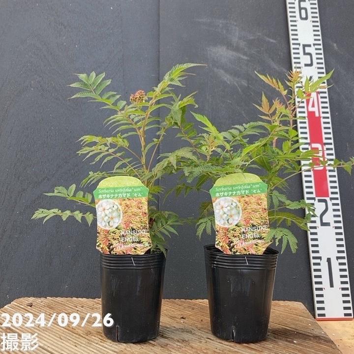 ホザキナナカマド セム 3号×2鉢セット|花木04-PA