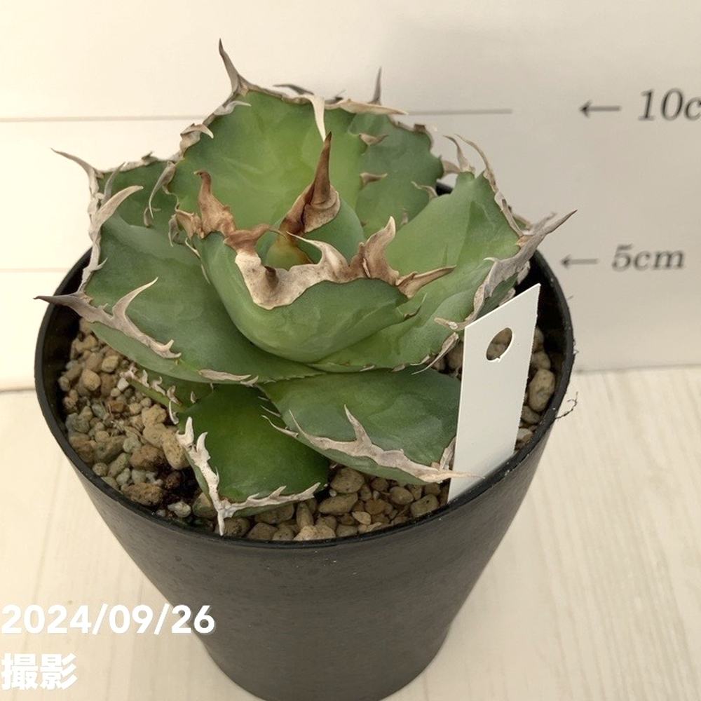 現品お届け】アガベ 4号 チタノタ クラブ Agave titanota Crab（A36