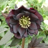 一点物】加藤農園 クリスマスローズ グロッシーカラー 4.5号（KT14