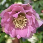 一点物】広瀬園芸 クリスマスローズ 超多弁 6号（HR8）｜山野04-PA