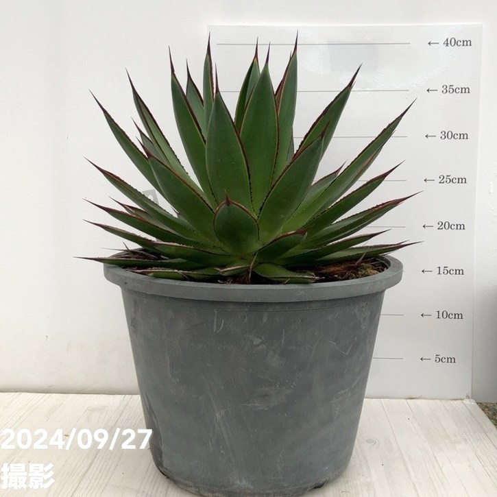 【現品お届け】アガベ 8号 グリーングロー(A49)|観葉01-D1