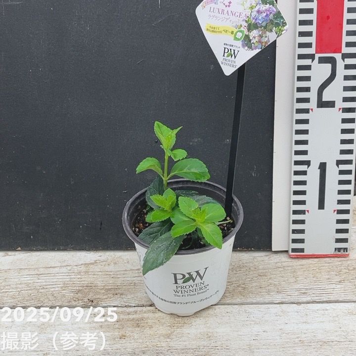 PW ラグランジア オーロランジュ 3.5号｜花木04-PA