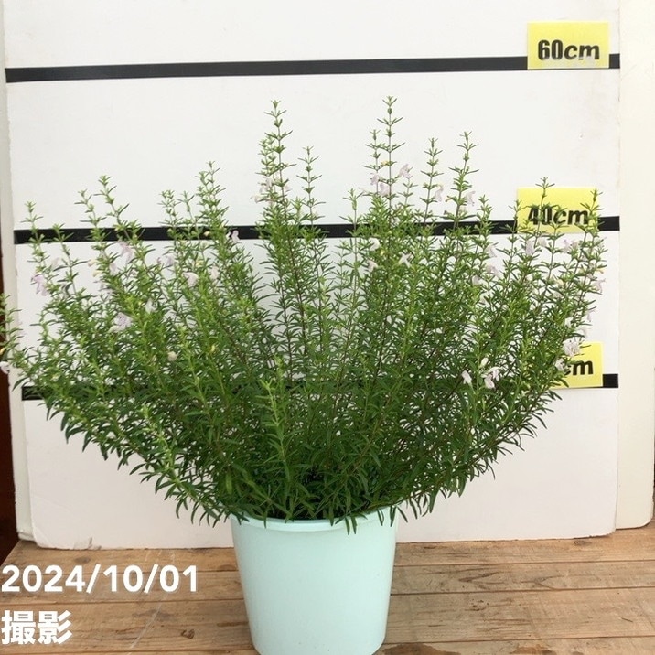 コンラディナ 7号｜花木10-TU