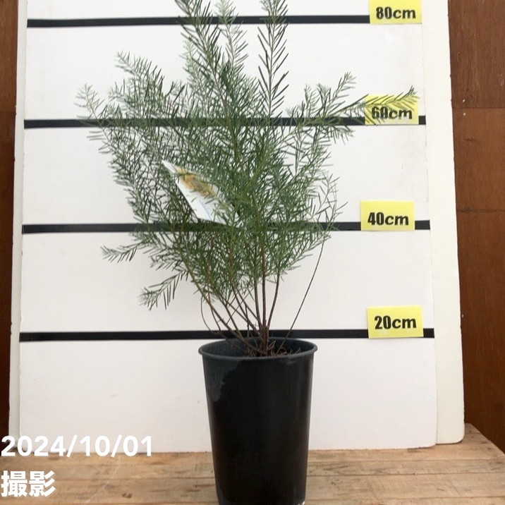 アカシア スノーウィーリバー 6号｜花木10-TU