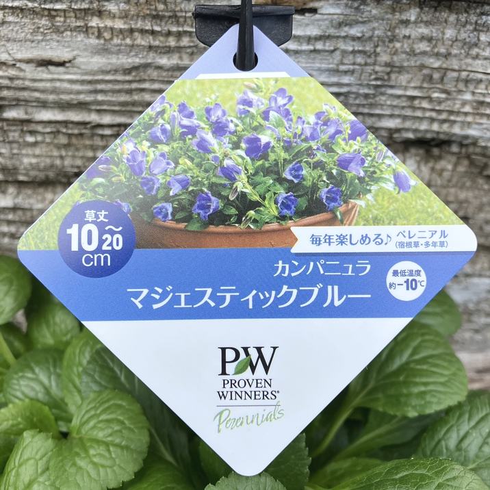 PW カンパニュラ マジェスティックブルー 11cmロングポット×2鉢セット|草花04-PA