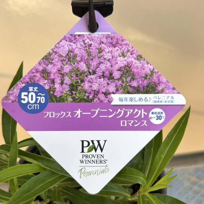 PW フロックス オープニングアクト ロマンス 11cmロングポット×2鉢セット｜草花04-PA