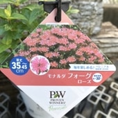 テコフィレア シアノクロッカス 2球入り×2袋セット｜球根04-PA | タネ