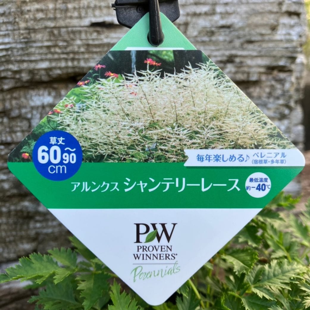 PW アルンクス シャンテリーレース 11cmロングポット×2鉢セット｜草花04-PA