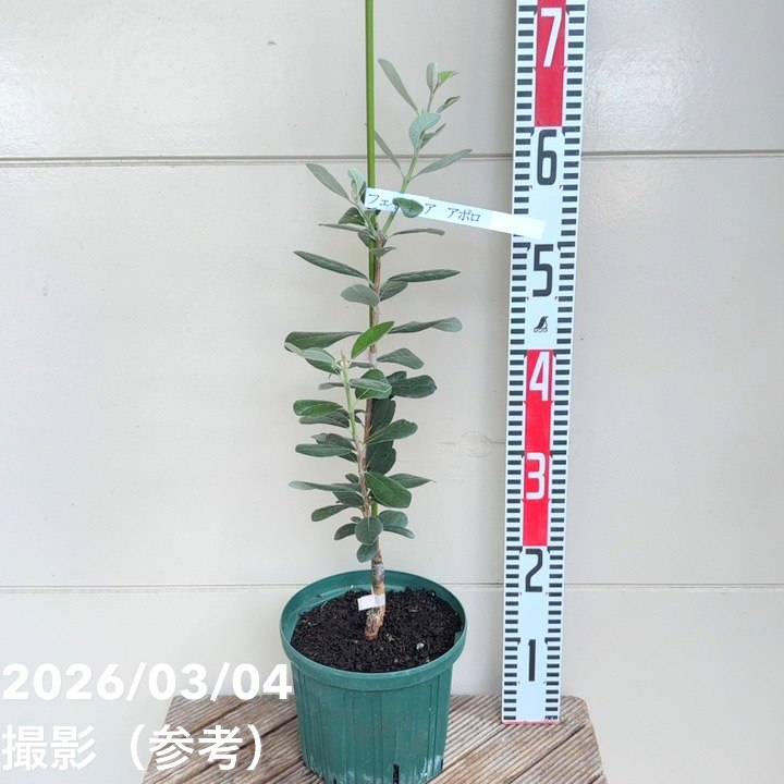 果樹,[珍しい果樹]の購入なら赤塚植物園オンライン 花の音｜花苗