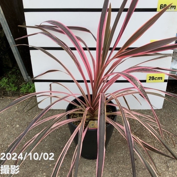 【限定3鉢】コルジリネ 8号 オーストラリス ピンク｜草花01-D1