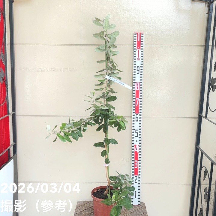 果樹,[珍しい果樹]の購入なら赤塚植物園オンライン 花の音｜花苗