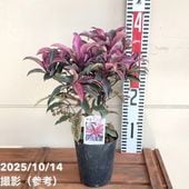 斑入り万両 マンリョウ 紅孔雀 4号 PVP｜観葉04-PA | 花木・庭木