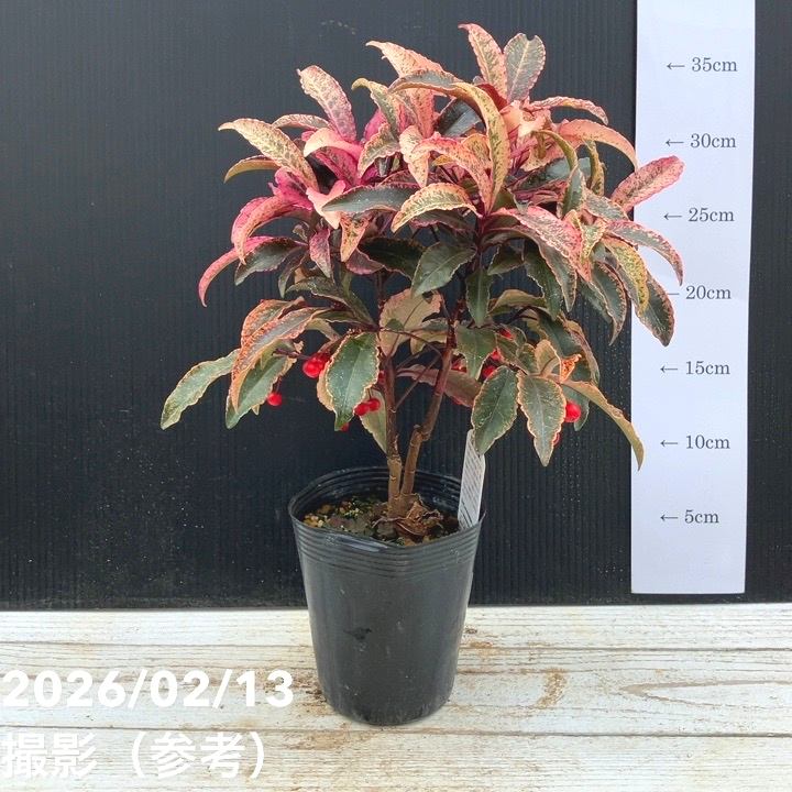 斑入り万両 マンリョウ 紅孔雀 3.5号 PVP｜観葉04-PA