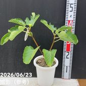 フェイジョア パイナップルジェム 5号｜果樹04-PA | 果樹 | 赤塚植物園
