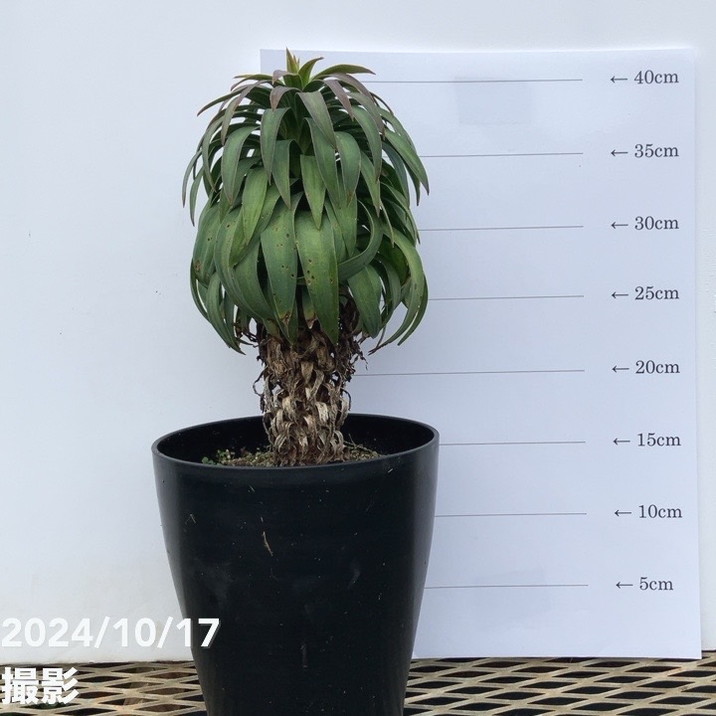 【数量限定】ユッカ 6号 デスメティアーナ コンパクト（Yucca desmetiana）｜花木01-D1