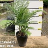 斑入りパキラ 実生 2.5号｜観葉10-TU | 観葉・多肉,パキラ | 赤塚