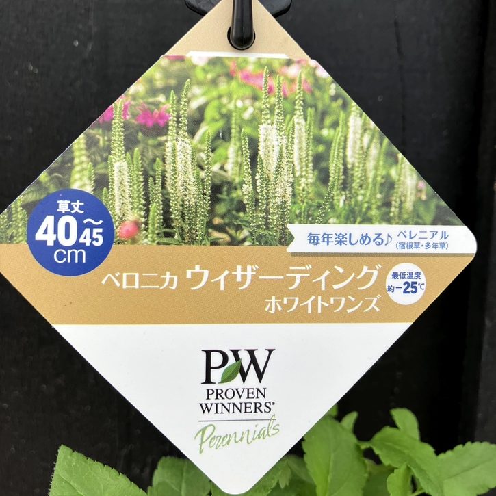 PW ベロニカ ウィザーディング ホワイトワンズ 11cmロングポット×2鉢セット|草花04-PA