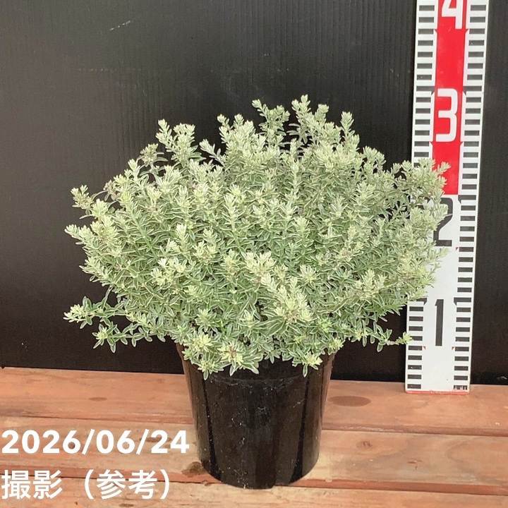 花木・庭木,[オージープランツ]の購入なら赤塚植物園オンライン 花の音