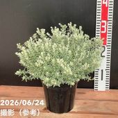 オーラックス カンセラータ ブロンズ ヘイズ 5号｜花木04-PA | 花木