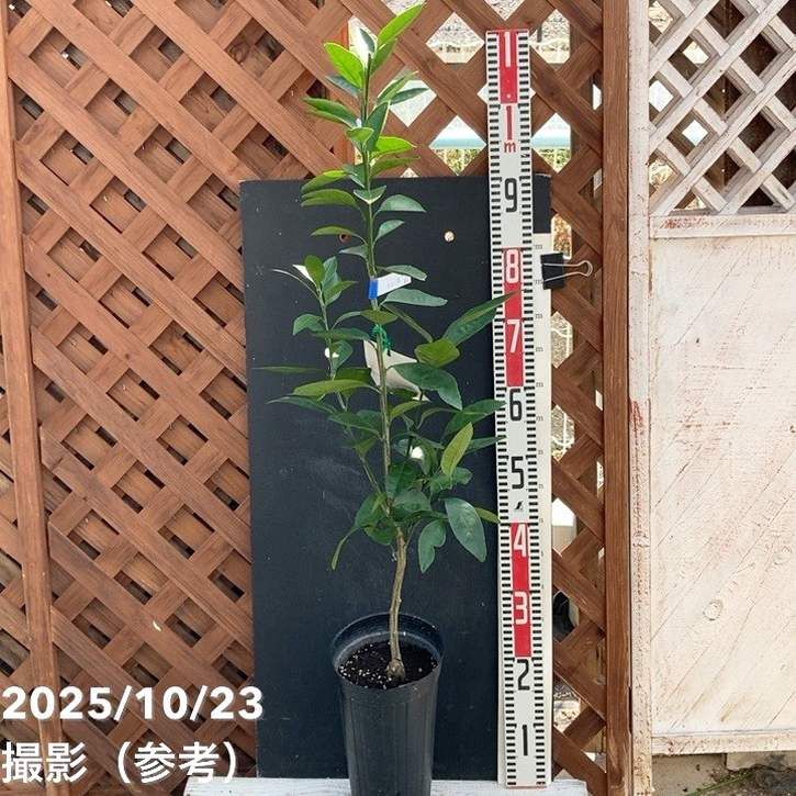 果樹,柑橘,ミカン・オレンジの購入なら赤塚植物園オンライン 花の音