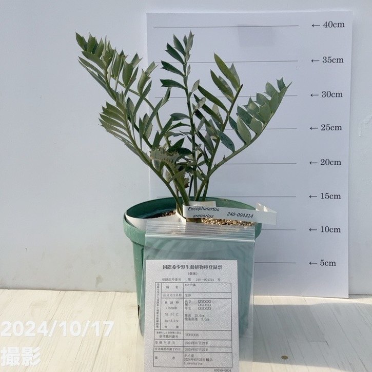【激レア！現品お届け】エンセファラルトス アレナリウス（Enephalartos arenarius true blue Seedling）No34 6号スリット鉢 ｜観葉01-D1