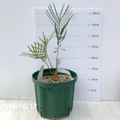 ア サイカス カイルンシアナ ブルー レア株 発根済み オススメ株