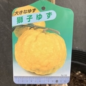 スイーティー 4号ロングポット｜果樹04-PA | 果樹,柑橘 | 赤塚植物園