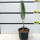 【現品】マクロザミア・ムーレイ　10号　M6番 楽天市場】NEW!【現品・現物】マクロザミア・ムーレイ 10号 M6番