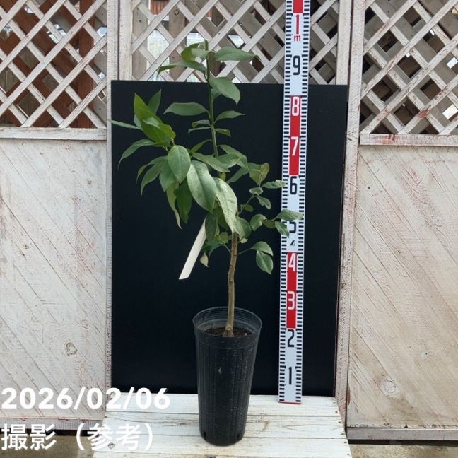 レモン 瀬戸内レモン 5号ロングポット 2年生苗｜柑橘｜果樹04-PA