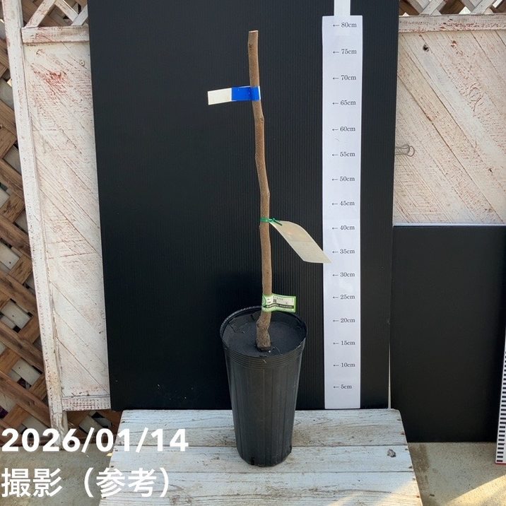 柿 麗玉 れいぎょく 5号ロングポット PVP|果樹04-PA