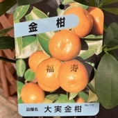 珍しい果物］驚異的な大きさ！ジャンボレモン 4号ロングポット