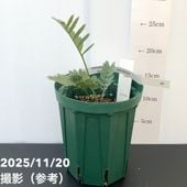 激レア！現品お届け】エンセファラルトス ホリダス（ヒメオニソテツ