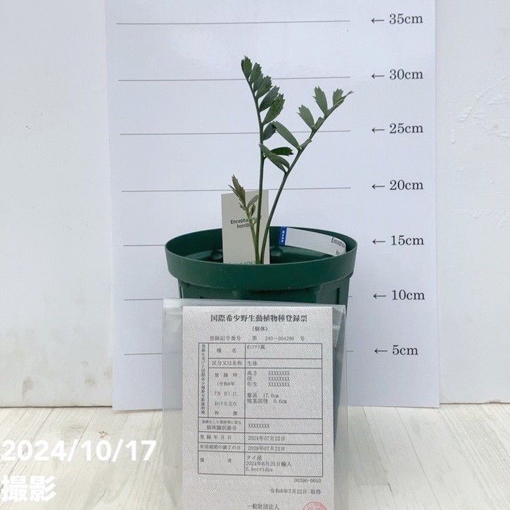 【激レア！現品お届け】エンセファラルトス ホリダス（ヒメオニソテツ）No10 5号ロングスリット鉢 ｜観葉01-D1