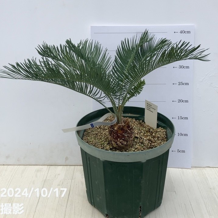 【激レア！現品お届け】サイカス カイルンシアナ（ブルーソテツ）8号スリット鉢｜観葉01-D1