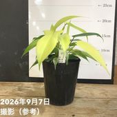 アカサヤネムノキ エバーフレッシュ 5号｜観葉04-PA | 観葉・多肉