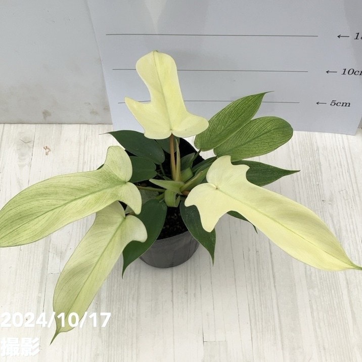 フィロデンドロン フロリダゴースト 3.5号ポット|観葉01-D1