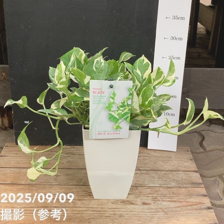 ［現品］【希少】50番　ポトス　ステータス　7号　フェンス仕立て　観葉植物　レア 現品］【希少】50番 ポトス ステータス 7号 フェンス仕立て 観葉植物