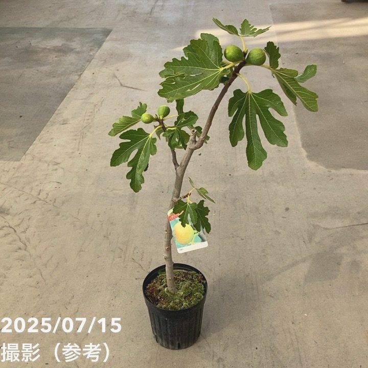 果樹,イチジクの購入なら赤塚植物園オンライン 花の音｜花苗