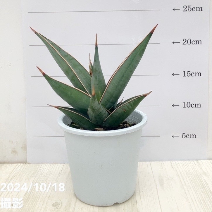 h*3様 【大株！綺麗な斑入り　サンスベリア・スノーホワイト】 大株！綺麗な斑入り サンスベリア・スノーホワイト】 ヒ*ロ様