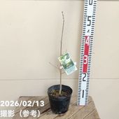 フェイジョア クーリッジ 8号｜s200｜果樹04-PA | 果樹 | 赤塚植物園